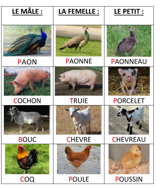 Les animaux de la ferme pour les enfants - Vocabulaire pour enfants 